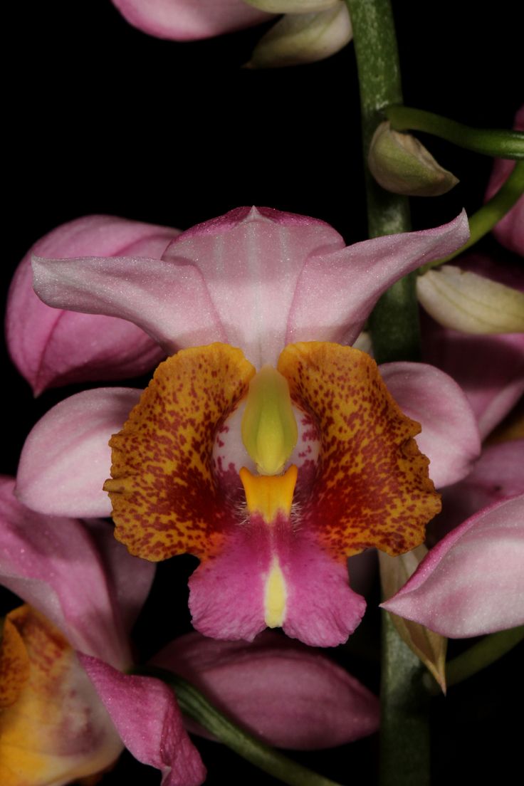 Gastrorchis Humblotii pink orchid
