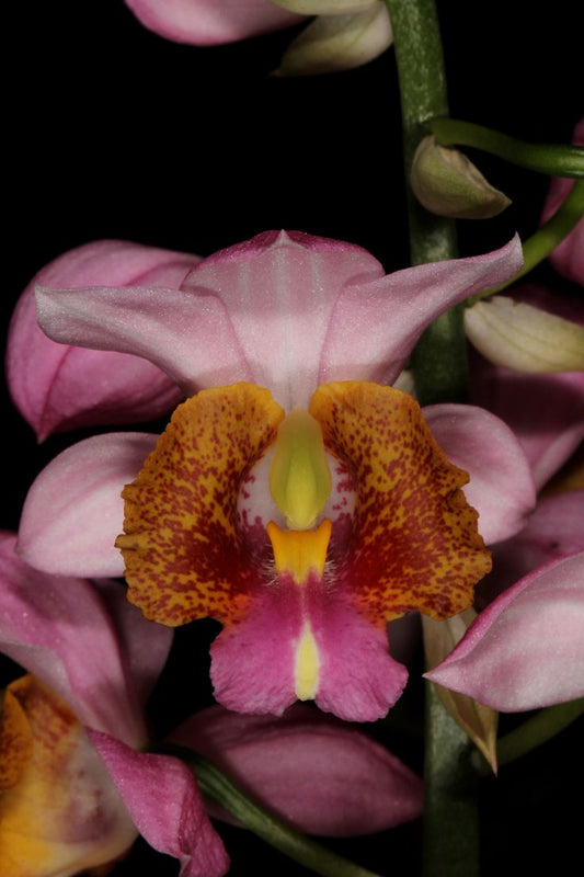 Gastrorchis Humblotii pink orchid