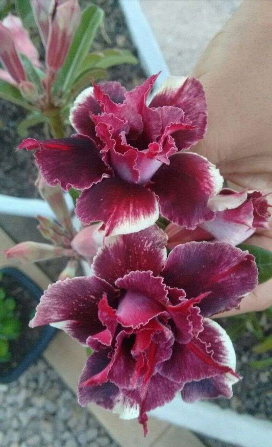 Adenium Obesum Double Velvet Petals