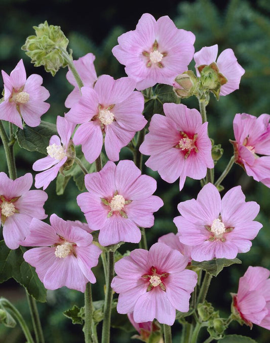 Soft Pink Mallow