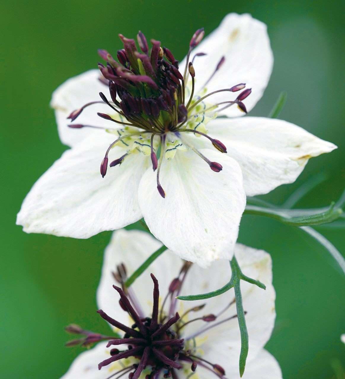 Love in a mist 'African bride'