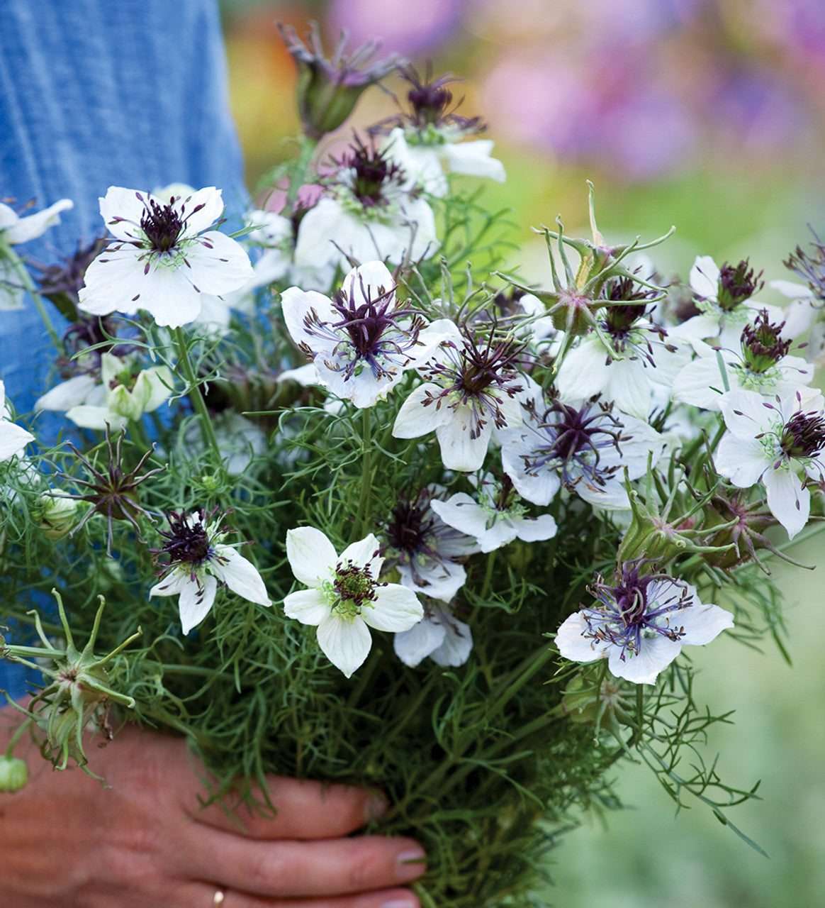Love in a mist 'African bride'