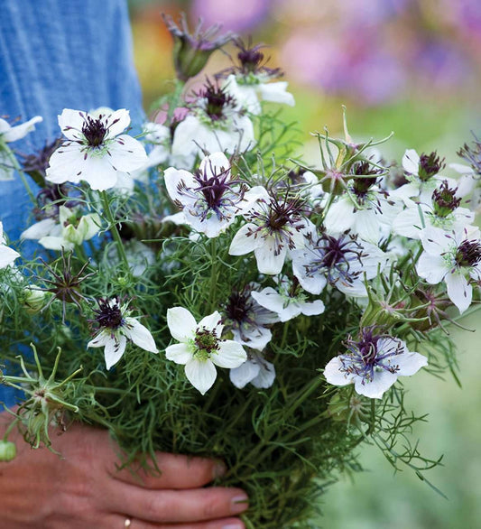 Love in a mist 'African bride'