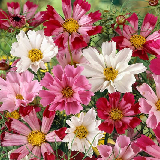 Cosmos 'Sea Shell' Mix