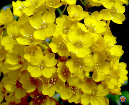 Alyssum 'Gold Basket'
