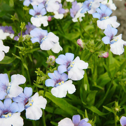 Nemesia Blue And White