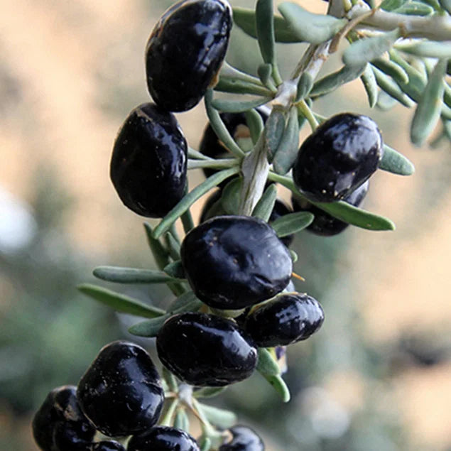 Goji Berry Big Black