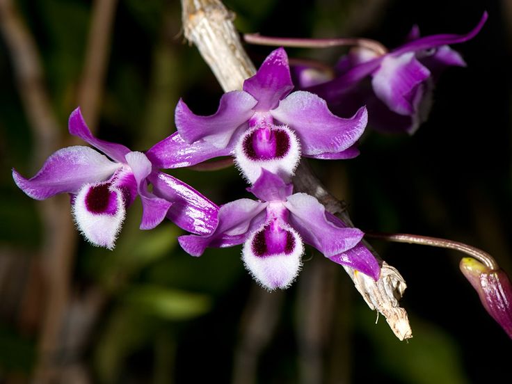 Dendrobium parishii orchid