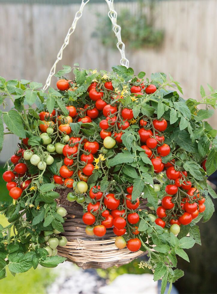 Tomato trailing 'Bajaja'