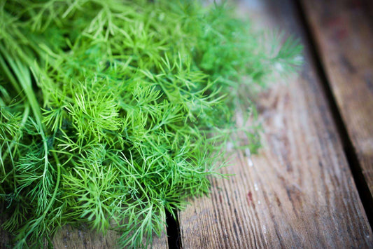 Dwarf Dill Forrest
