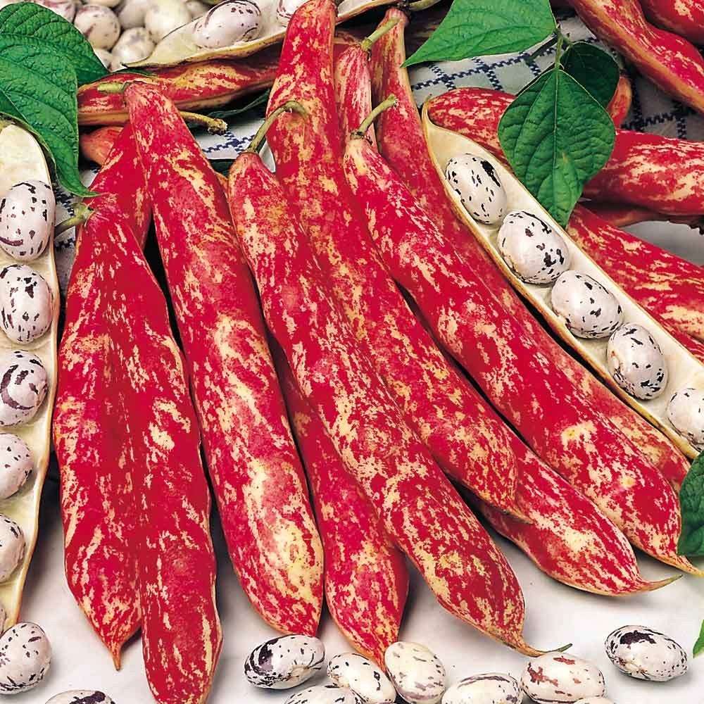 French bean 'Borlotto Lingua di Fuoco Nano'
