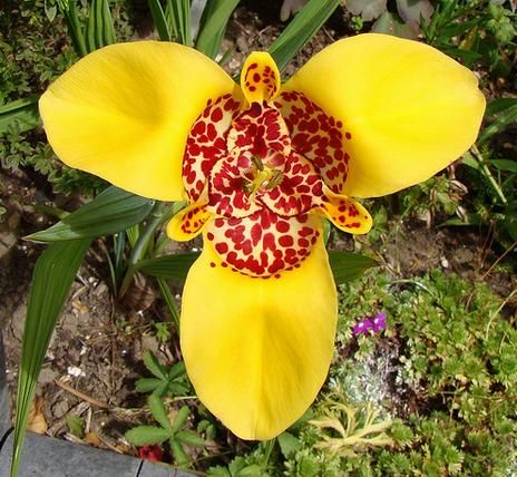 Tigridia Pavonia Yellow