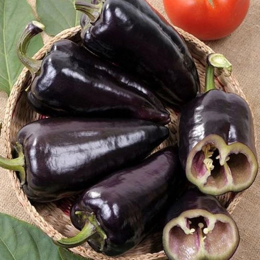 Black Knight sweet kapya pepper