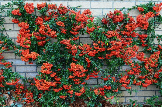 Firethorn