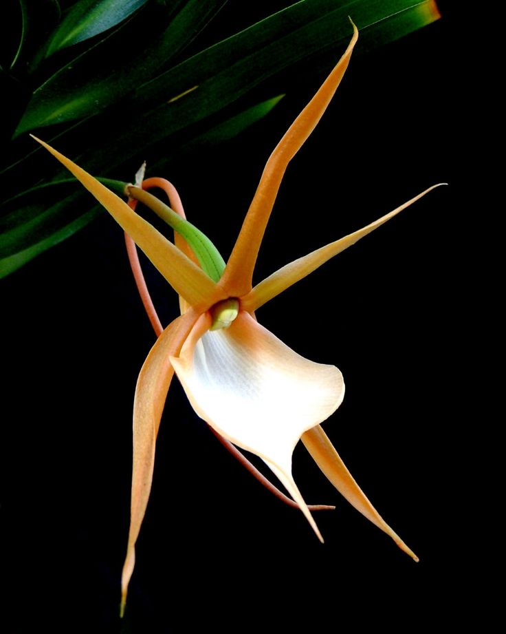 Angraecum Viguieri Orchid