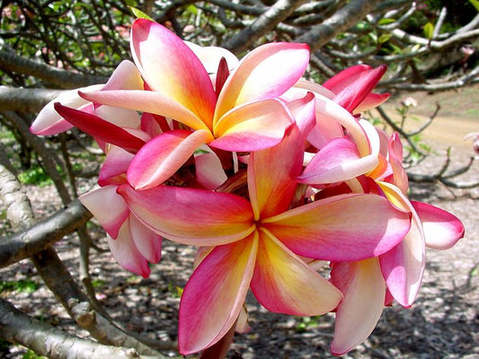 Muai Morgan Jr Plumeria Rubra