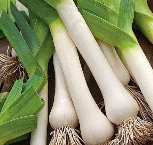 Lauch 'Titus' - Allium porrum