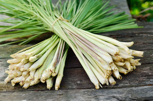 Zitronengras