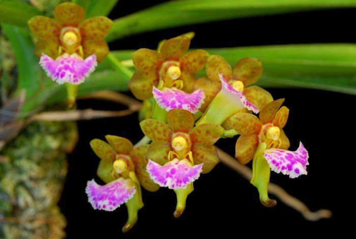 Aerides flabellata orchid