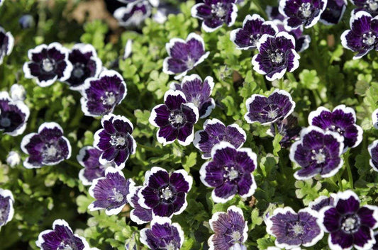 Nemophila 'Penny Black'