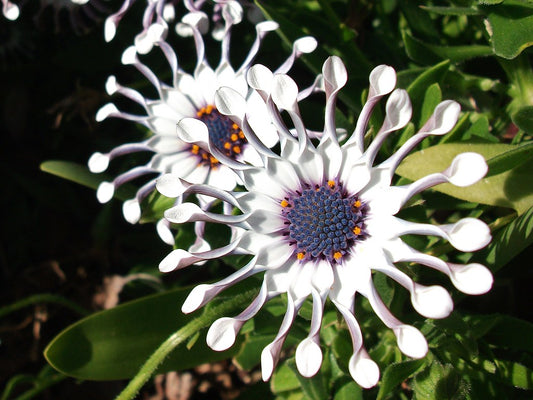 African Daisy White Osteospermum Ecklonis