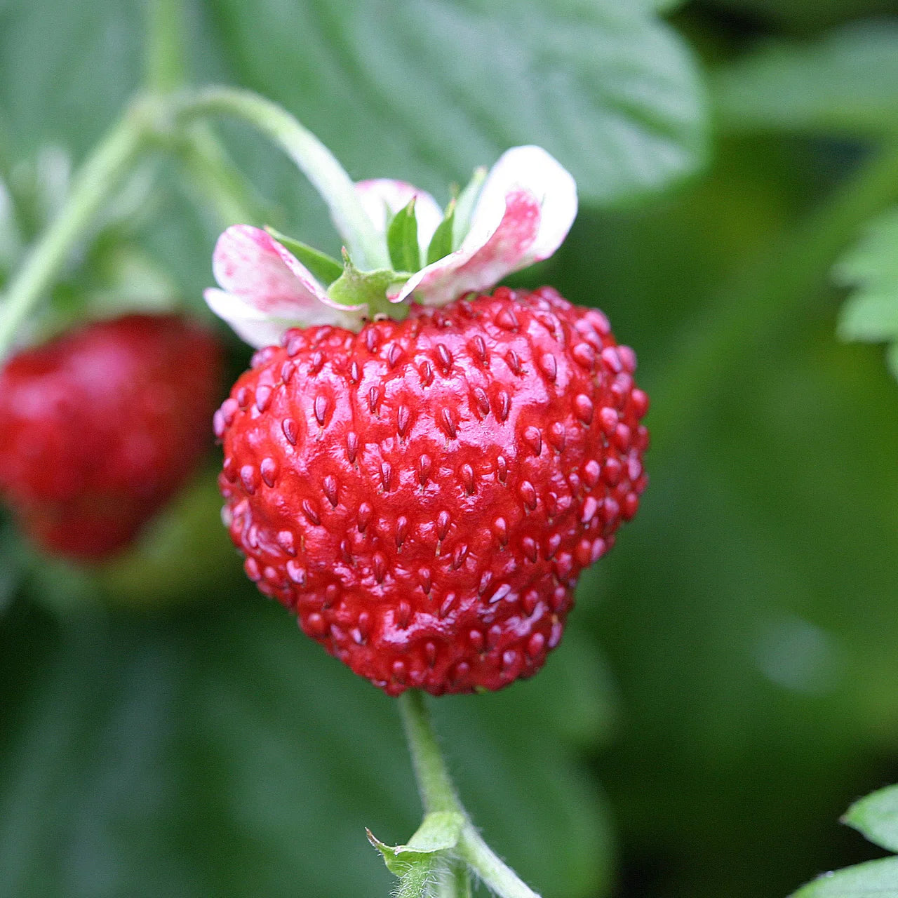 Strawberry Mignonette