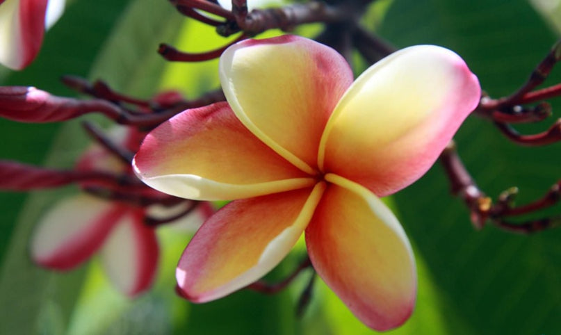 Plumeria Rubra Lueang Thammasat