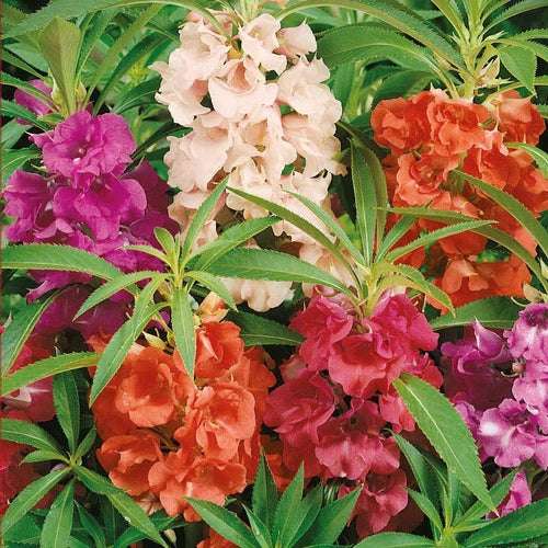 Garden Balsam mixed