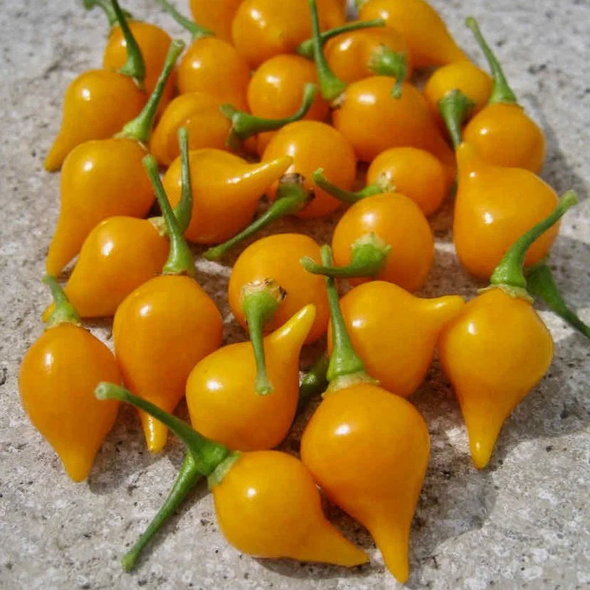 Pepper Button Yellow