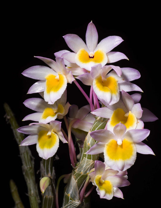 Dendrobium crepidatum orchid
