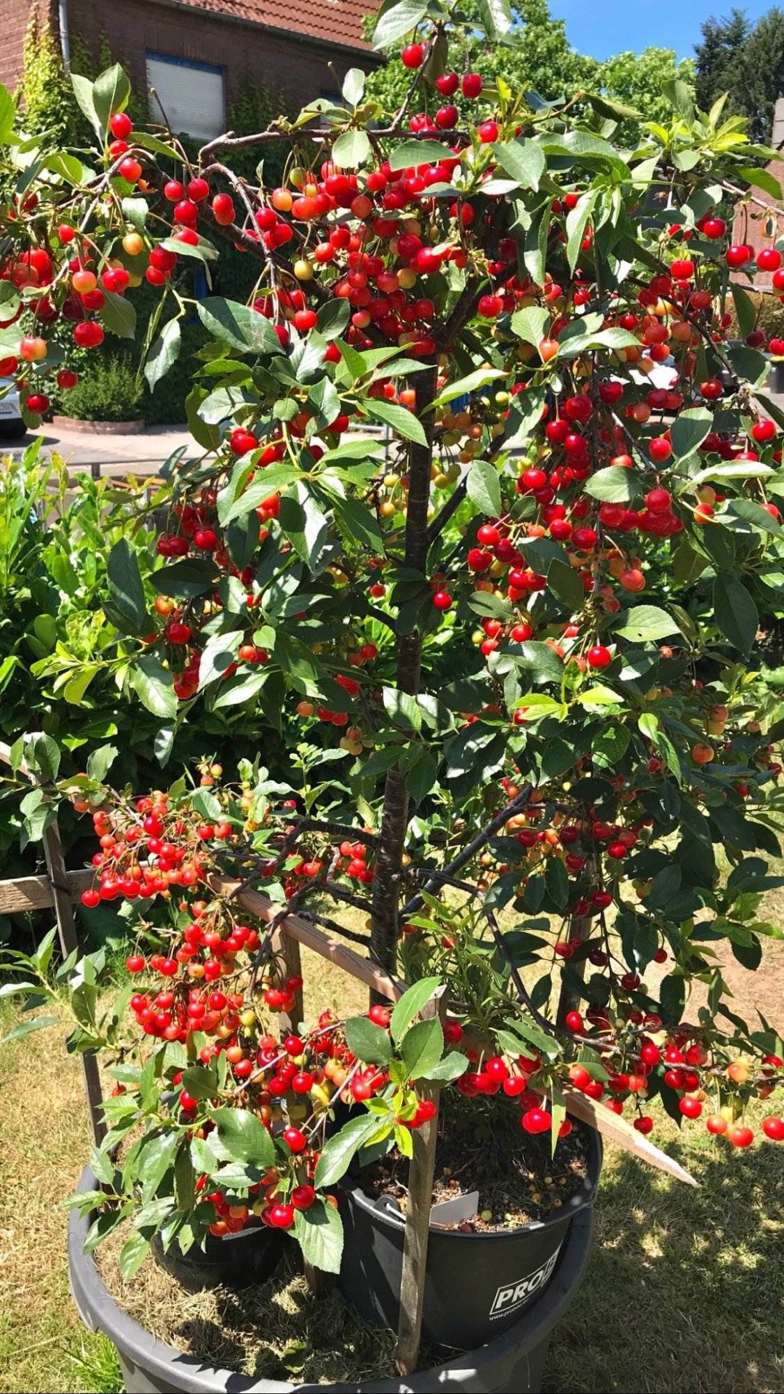 Dwarf Cherry