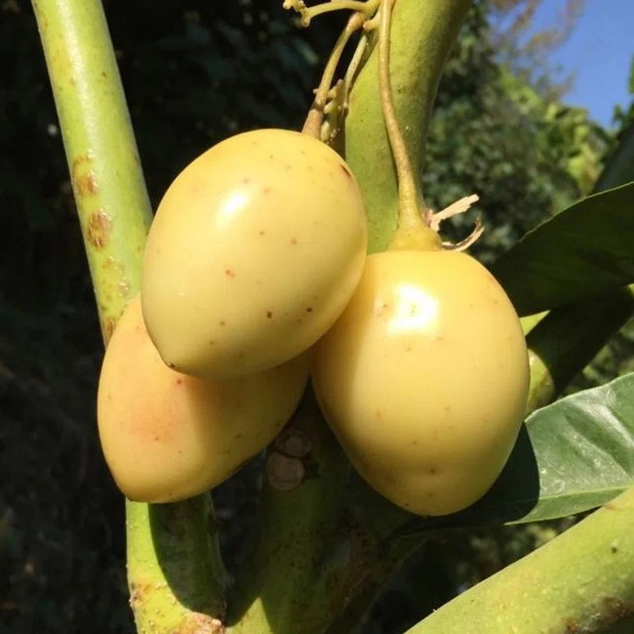 Tamarillo White Egg