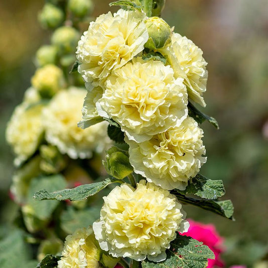 Hollyhock - Chaters Double Yellow