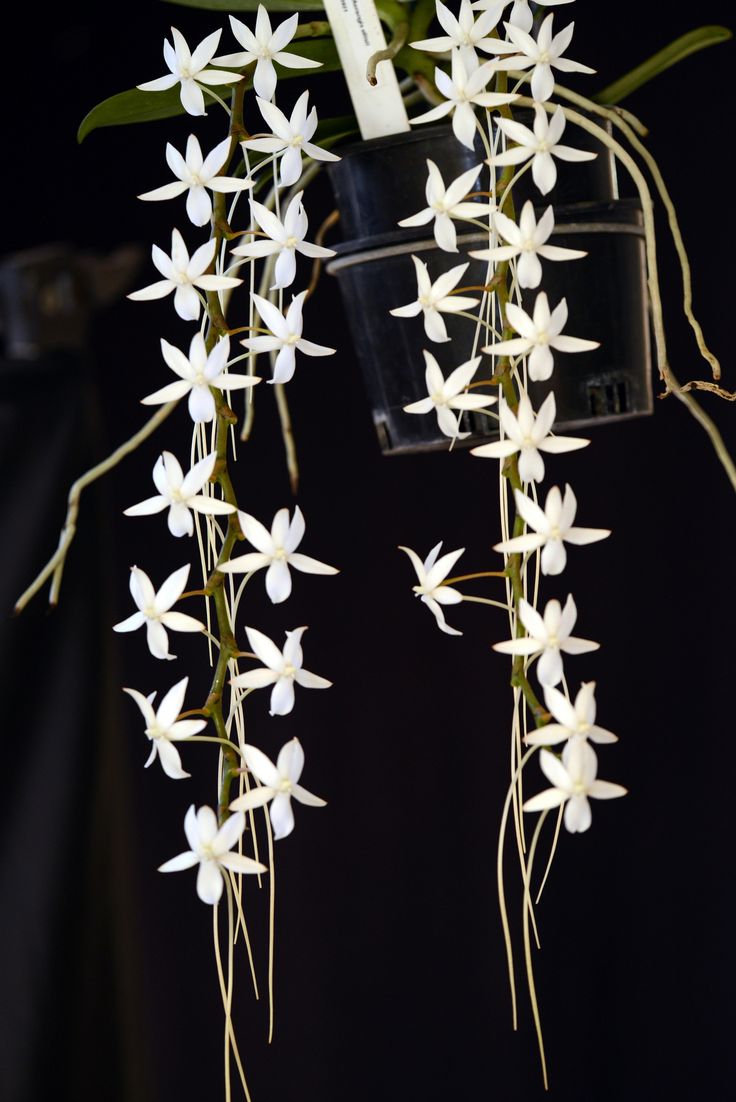 Aerangis stylosa Orchid