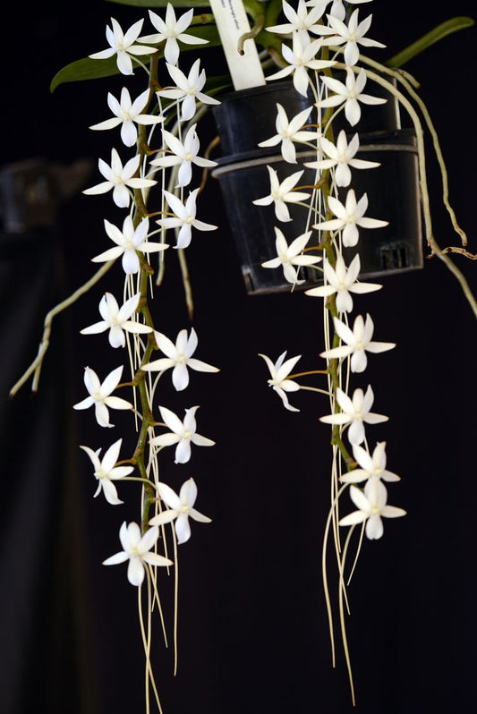 Aerangis stylosa Orchid