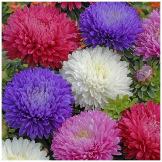 China Aster Powder Puff
