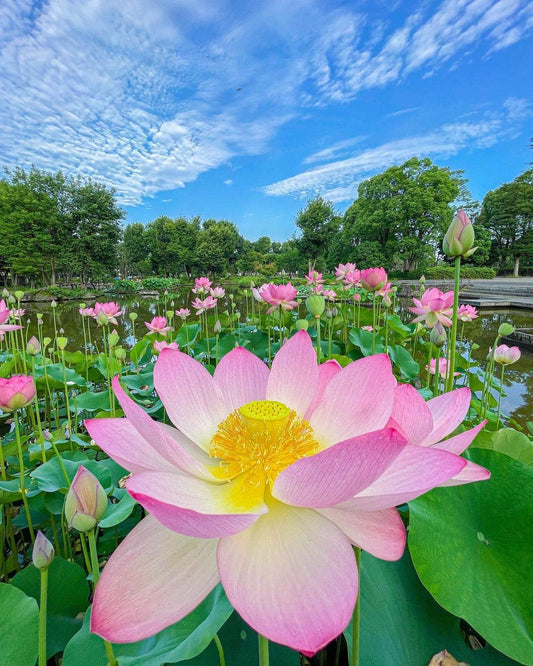 Pink Lotus