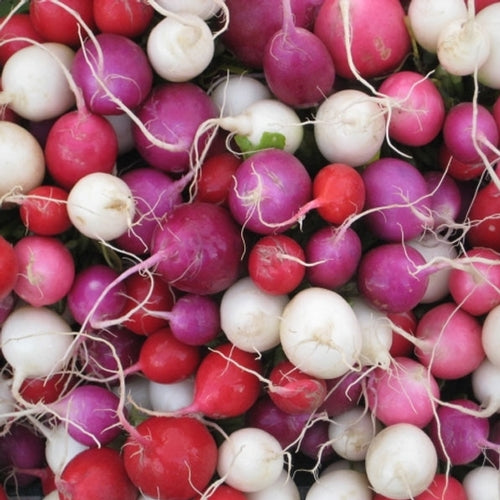Easter Egg Radish mix
