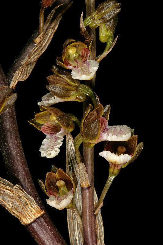 Acrolophia cochlearis ear-like