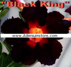 Adenium Obesum Black King