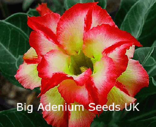 Adenium Obesum Double Golden Dream