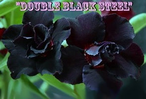 Adenium Obesum Double Black Steel