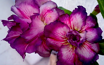 Adenium Obesum Double Blue Velvet