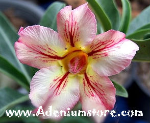 Adenium Obesum Golden Smile