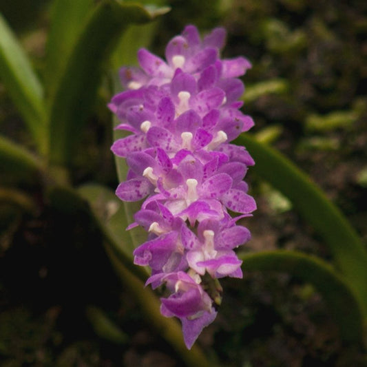 Aerides multiflora orchid