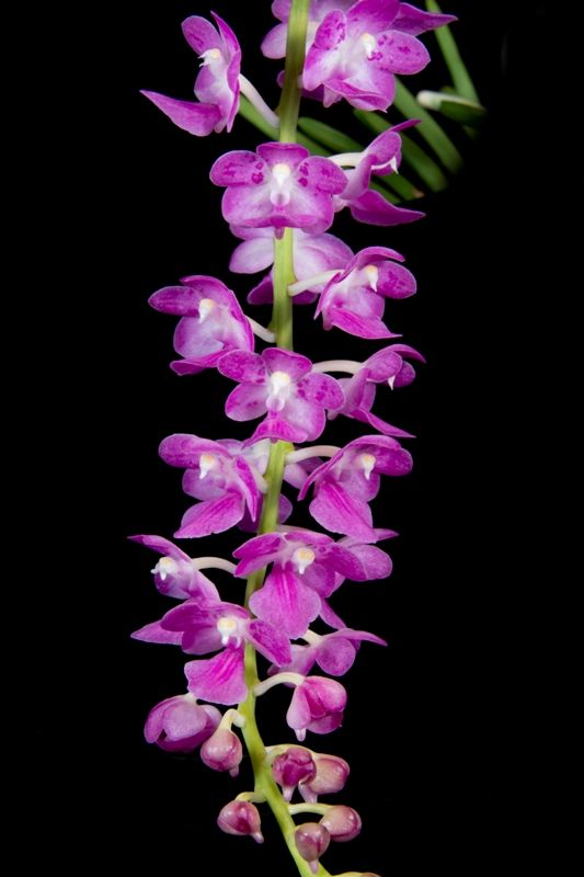 Aerides odorata south pink cattail orchid