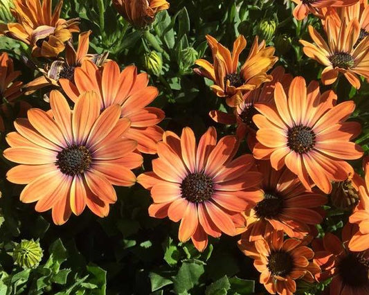 African Daisy Mix (Dimorphotheca Sinuata)