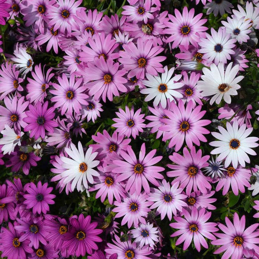 African Daisy Ballade mix