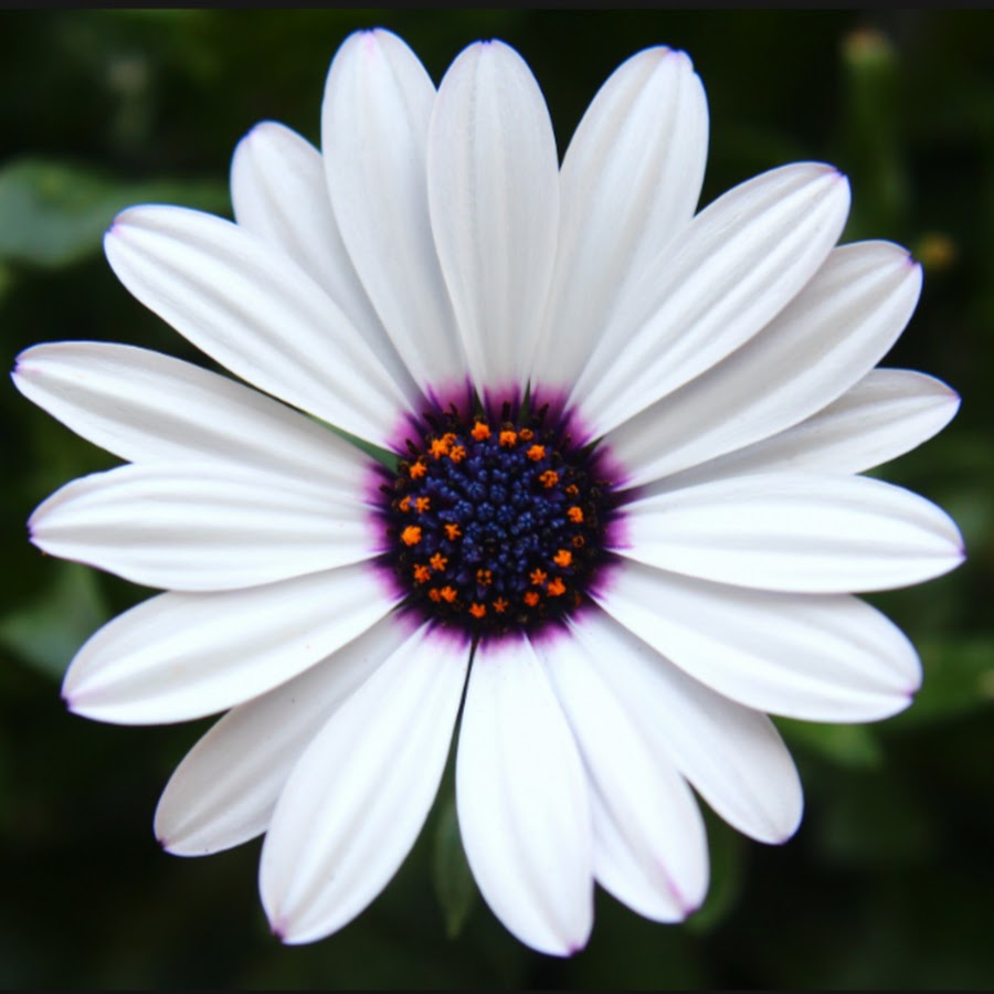 African Daisy white