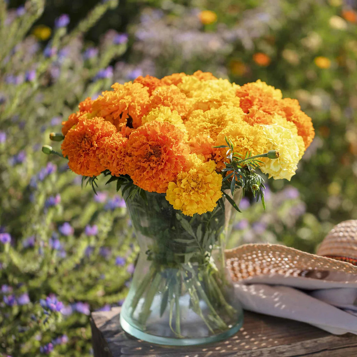 African Marigold Crackerjack Mixed
